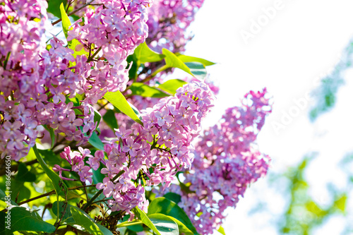 Blooming lilac photo