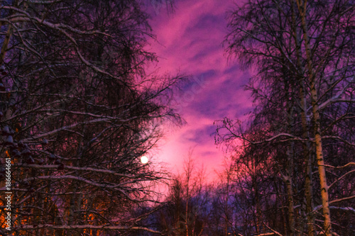 the moon and the trees winter