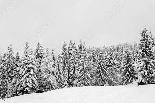 paysage en hiver