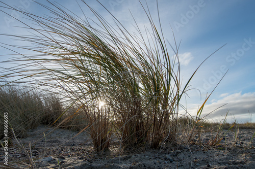 Gras am Strand - Norddeutschland