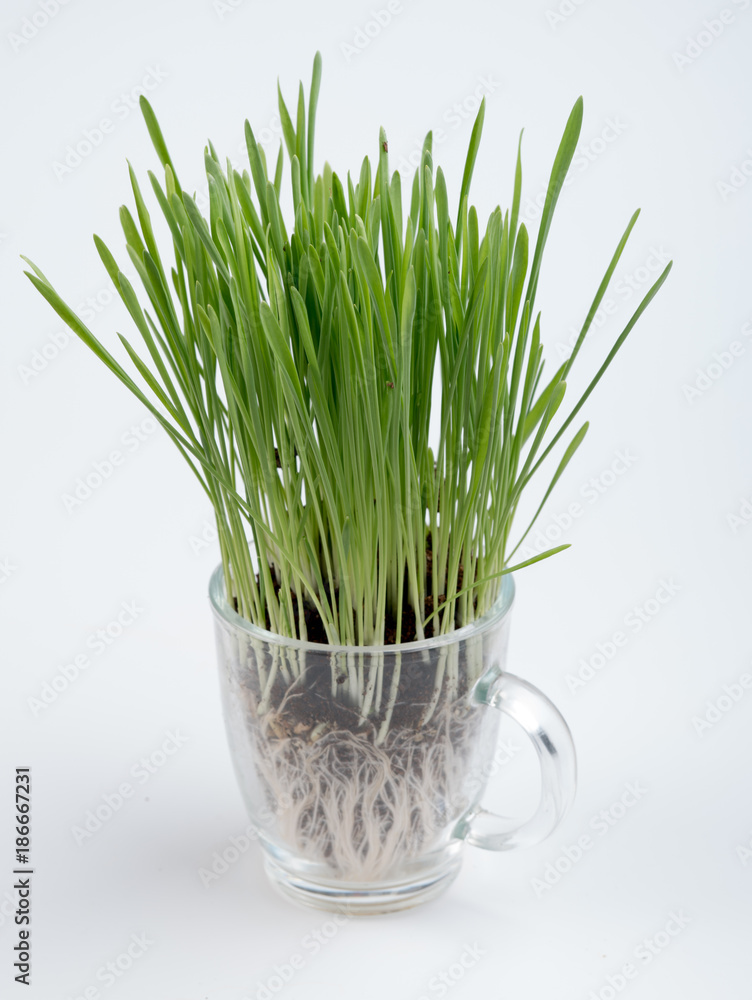 Fresh wheat grass on white Growing grass isolated Fresh wheat grass on white Growing grass isolated