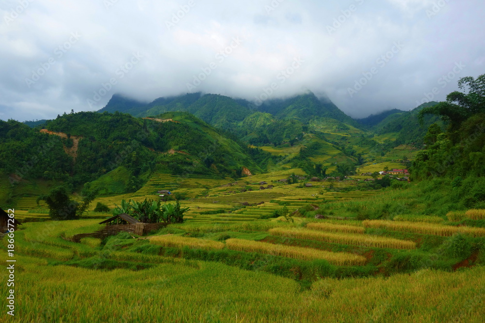Terraced rice fields in harvest season, Muong Hoa Valley, Sappa, Northern Vietnam