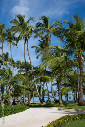 Wege der Ruhe. Angelegter Weg durch Palmenwald zum Strand, vor blauem Himmel. photo