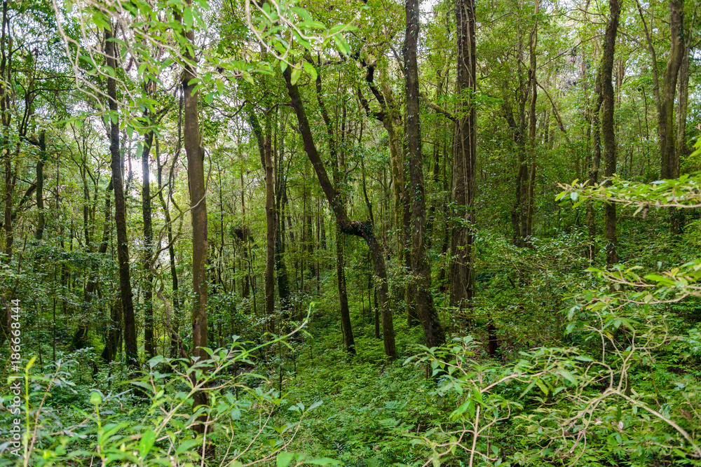 Kew Mae Pan Nature Trail Trekking trail leading through jungle Kew Mae Pan Nature Trail Trekking trail leading through jungle