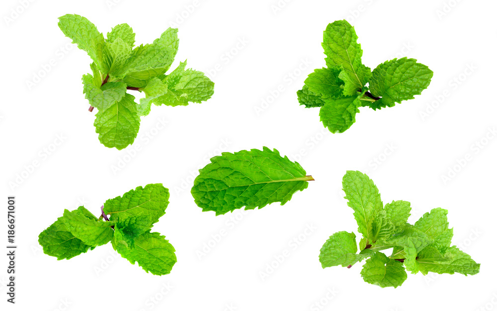 mint leaf isolated on white background