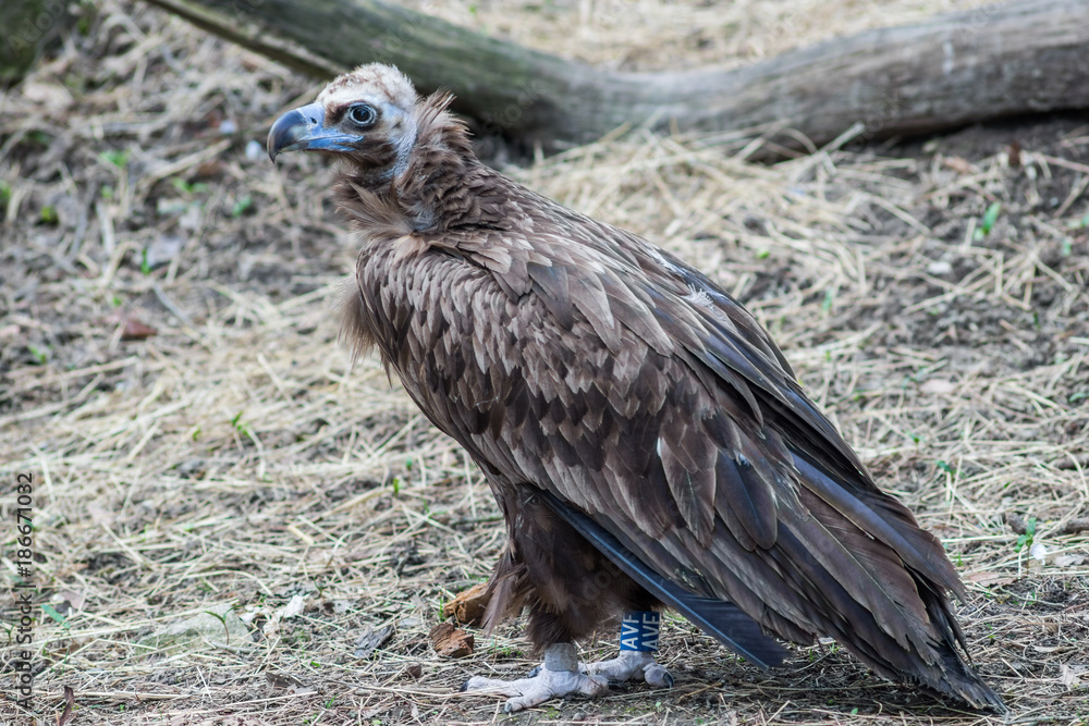 vautour moine vautour moine