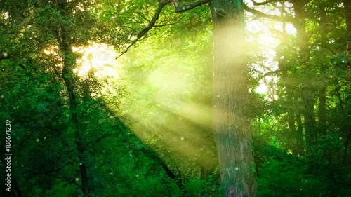 Sun shining through the branches of trees in the forest. Cinemagraph seamless loop animation motion gif render background
