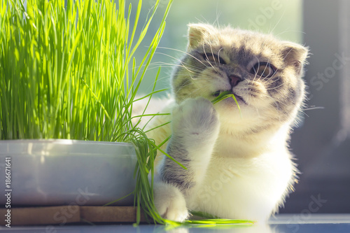 cute cat with funny face eating organic grass in day 