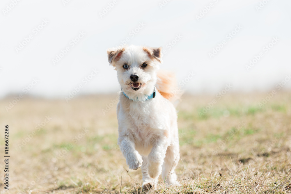 Cute puppy Cute puppy