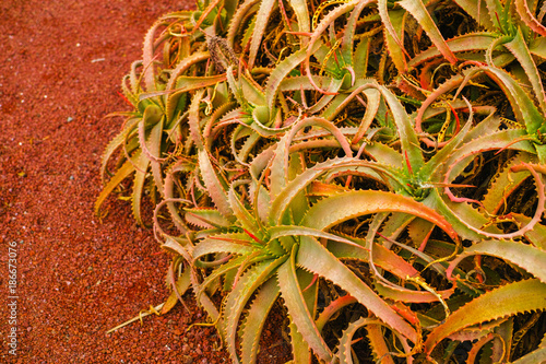 Aloe vera plantation, cultivation of aloe vera, healthy plant used for medicine, cosmetics, skin care photo