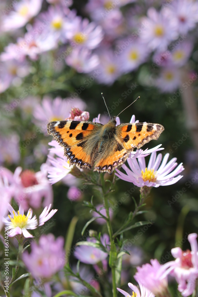 Schmetterling auf Astern Schmetterling auf Astern