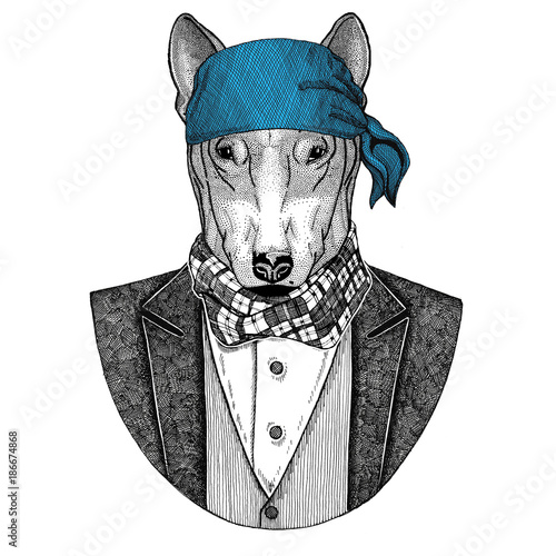 Bull terrier. Dog. Elegant pirate animal wearing bandana Hand drawn image for tattoo, t-shirt, emblem, badge, logo, patch photo