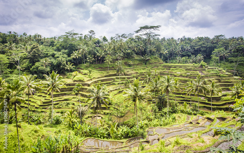 UNESCO World Heritage Site Tegalalang Rice Terraces near Ubud, Bali
