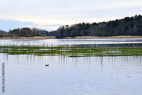 海苔の養殖場