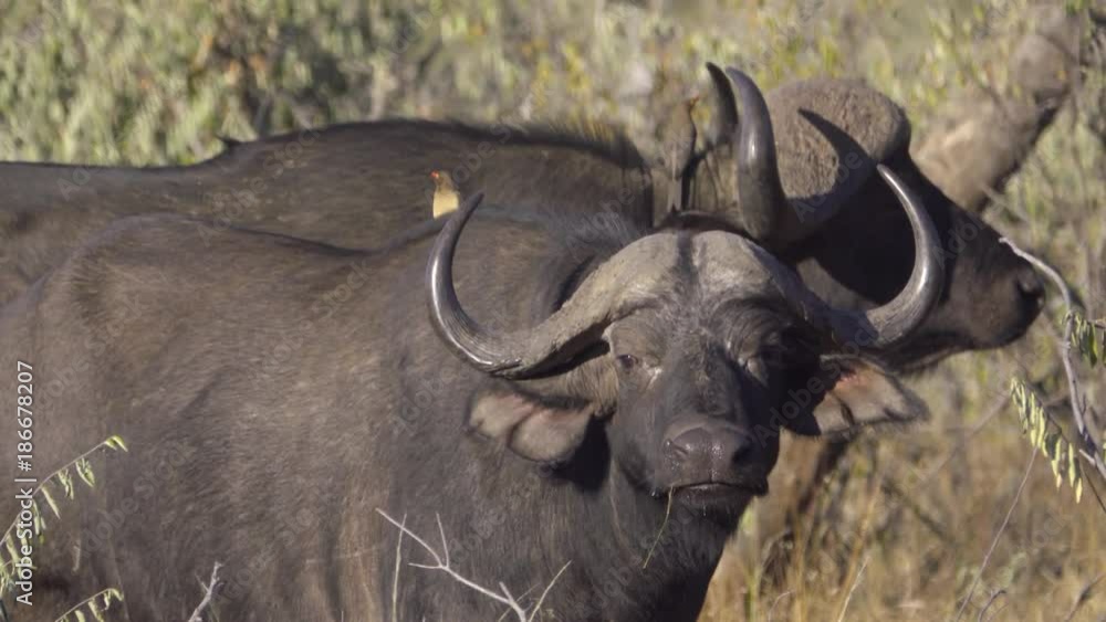 Oxpecker perched on back of Cape Buffalo Oxpecker perched on back of Cape Buffalo