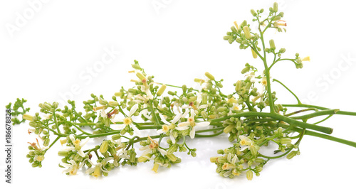 Medicinal neem flower over white background