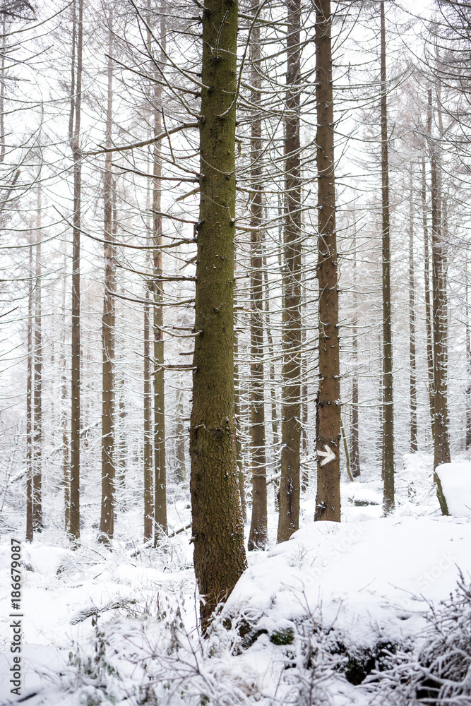 Schnee im Fichten Wald