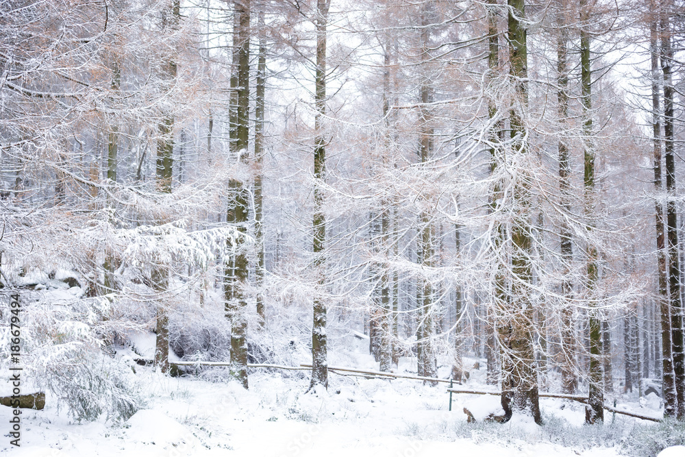 Naklejka premium Winterlandschaft im Harzer Wald