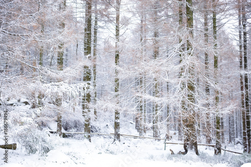 Winterlandschaft im Harzer Wald