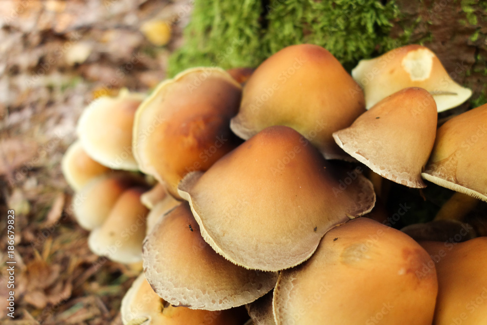 fungus fungus