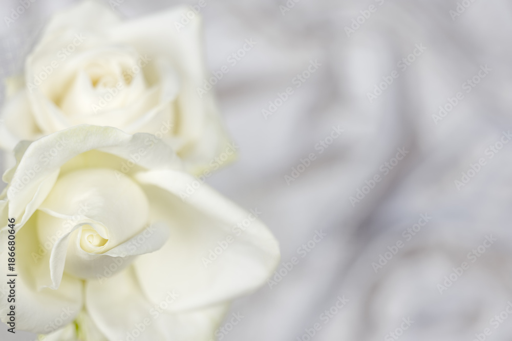 White roses background petals White roses background petals