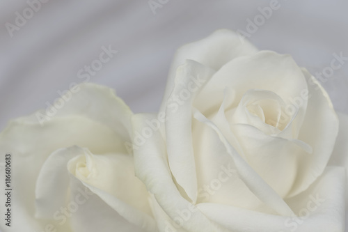 White roses background petals