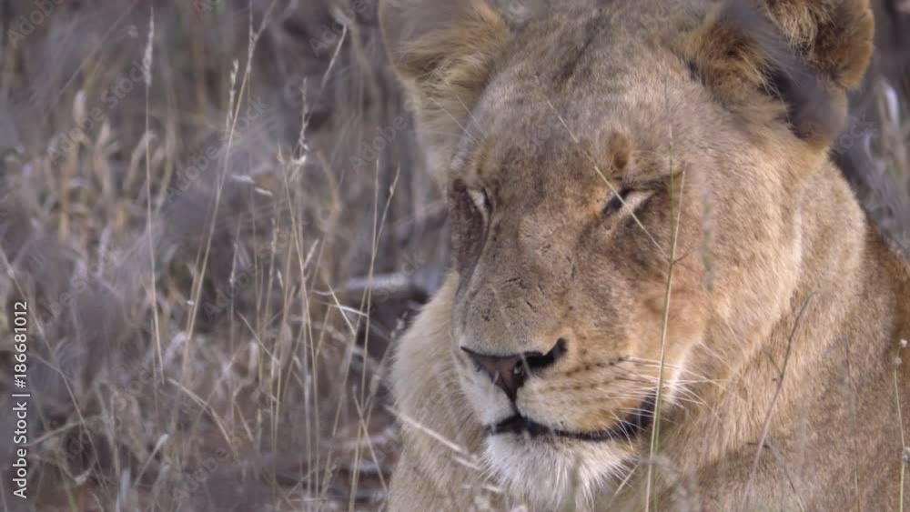 Lion flicks ears to get rid of flies Lion flicks ears to get rid of flies