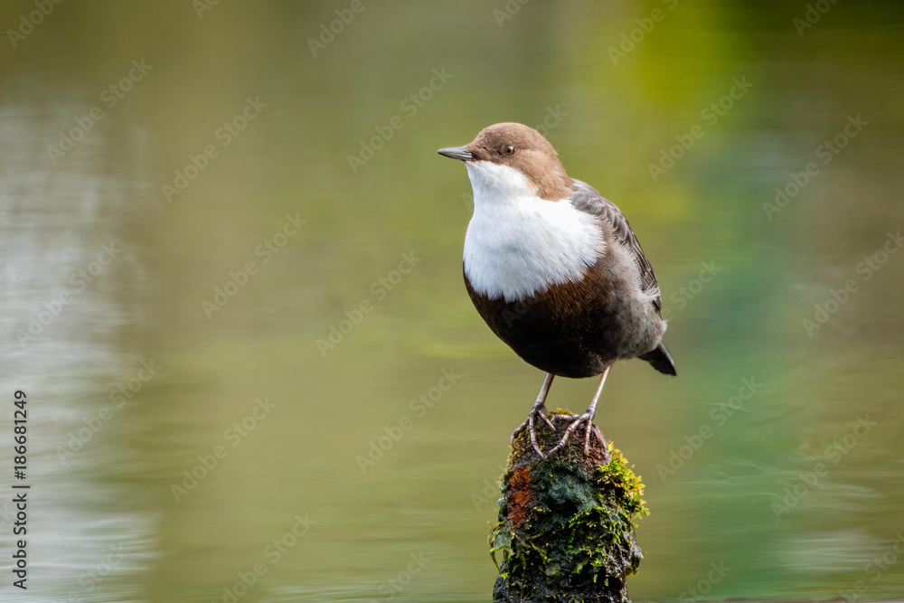 White-throated dipper White-throated dipper