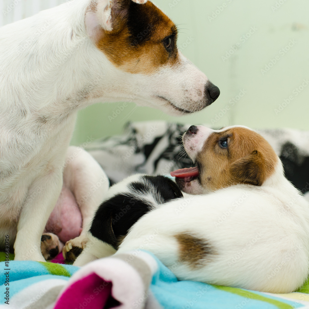 Small newborn white jack russell terrier dogs are playing on a colorful blanket. Small newborn white jack russell terrier dogs are playing on a colorful blanket.