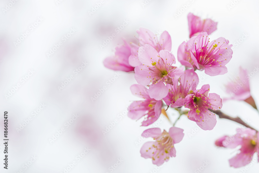 Wild Himalayan Cherry, Beautiful pink flower Wild Himalayan Cherry, Beautiful pink flower