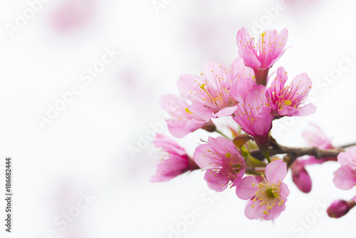  Wild Himalayan Cherry, Beautiful pink flower © chamnan phanthong