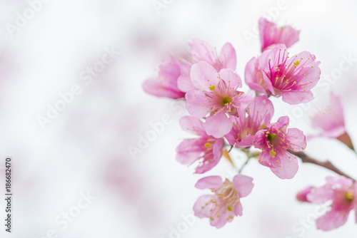  Wild Himalayan Cherry, Beautiful pink flower © chamnan phanthong