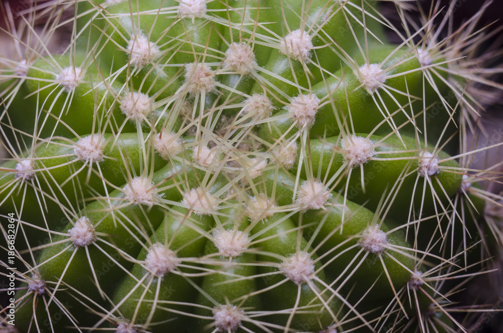 castus and prikky of them macro style castus and prikky of them macro style