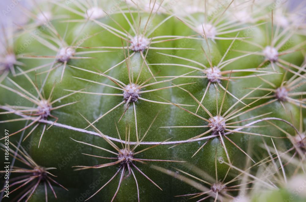 castus and prikky of them macro style castus and prikky of them macro style