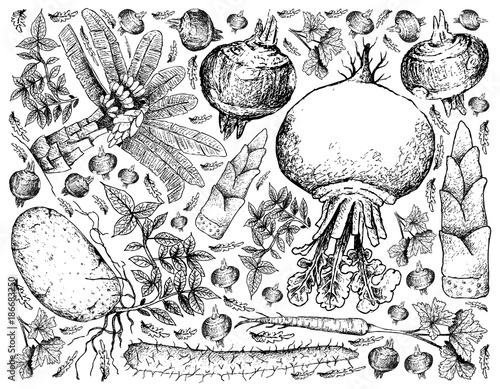 Hand Drawn of Root and Tuberous Vegetables Background