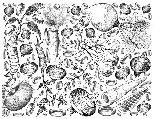 Hand Drawn of Root and Tuberous Vegetables Background
