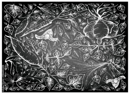 Hand Drawn of Root and Tuberous Vegetables on Chalkboard