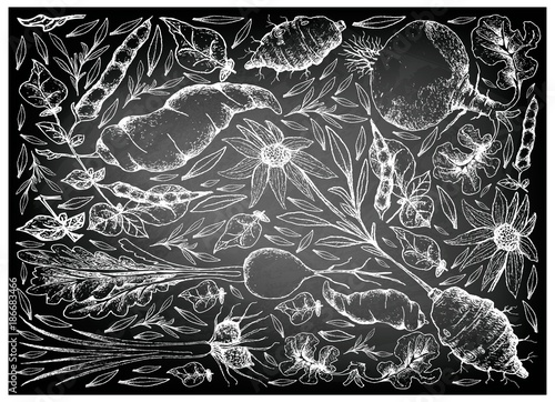 Hand Drawn of Root and Tuberous Vegetables  on Chalkboard