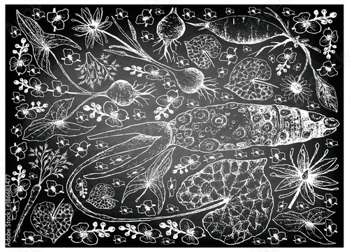 Hand Drawn of Root and Tuberous Vegetables on Chalkboard