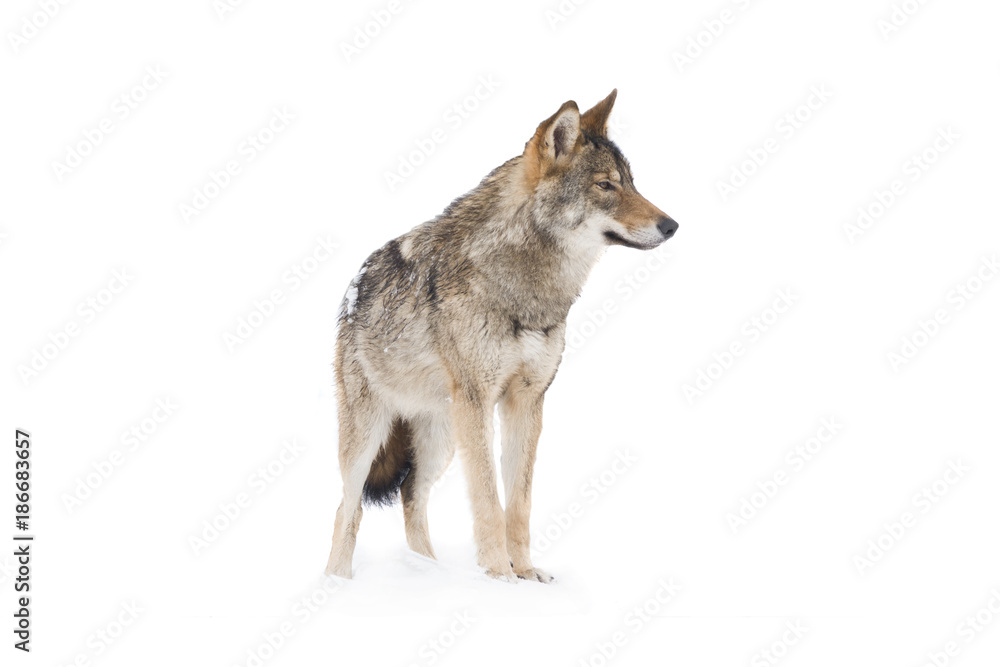 Fototapeta premium gray wolf