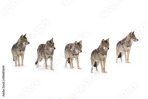 pack of wolves