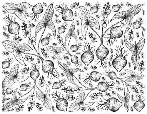 Hand Drawn of Broadleaf Arrowhead on White Background