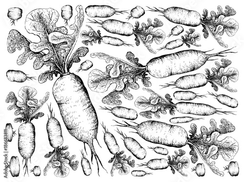 Hand Drawn of Fresh Daikon Radish on White Background
