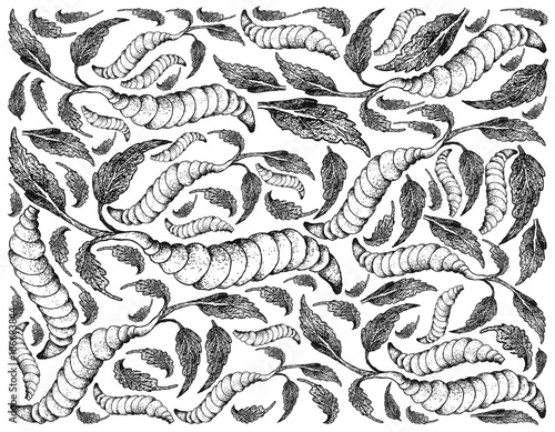 Hand Drawn of Chinese Artichoke on White Background