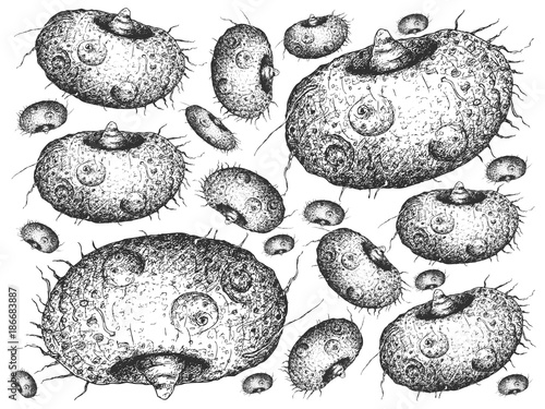 Hand Drawn of Elephant Foot Yam on White Background