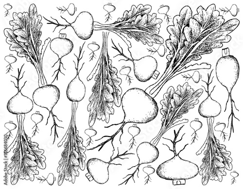 Hand Drawn of Prairie Turnip on White Background