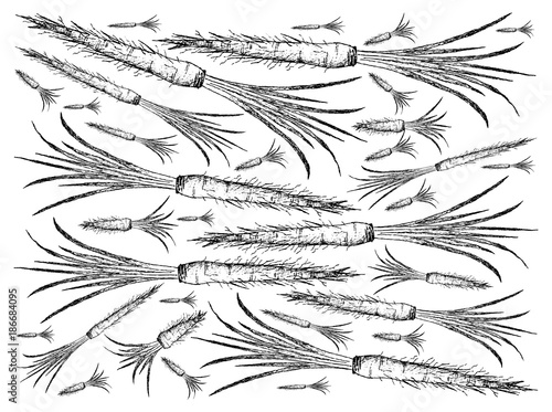 Hand Drawn of Salsify on White Background