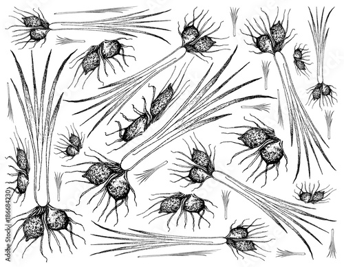 Hand Drawn of Tigernut Plant on White Background