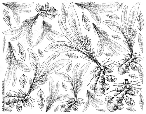 Hand Drawn of Turmeric Plant on White Background