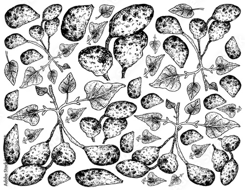 Hand Drawn of Ullucus Tuberosus on A White Background